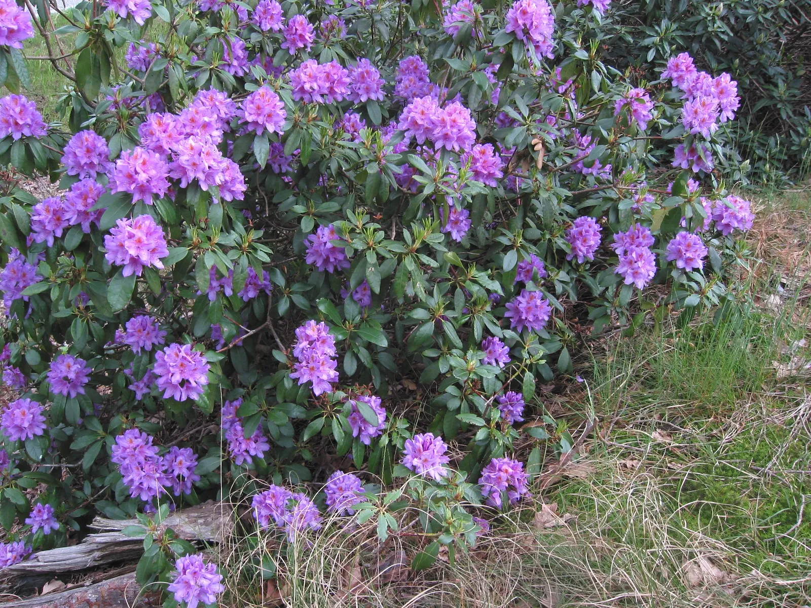 Rhododendron ponticum — katalog fotoğrafı