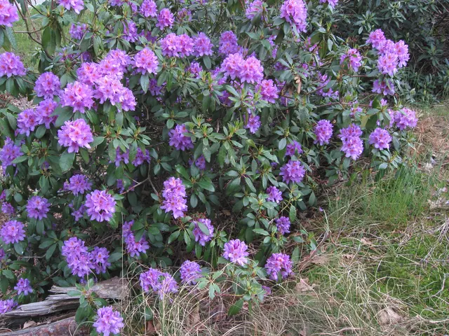 Rhododendron ponticum — katalog fotoğrafı