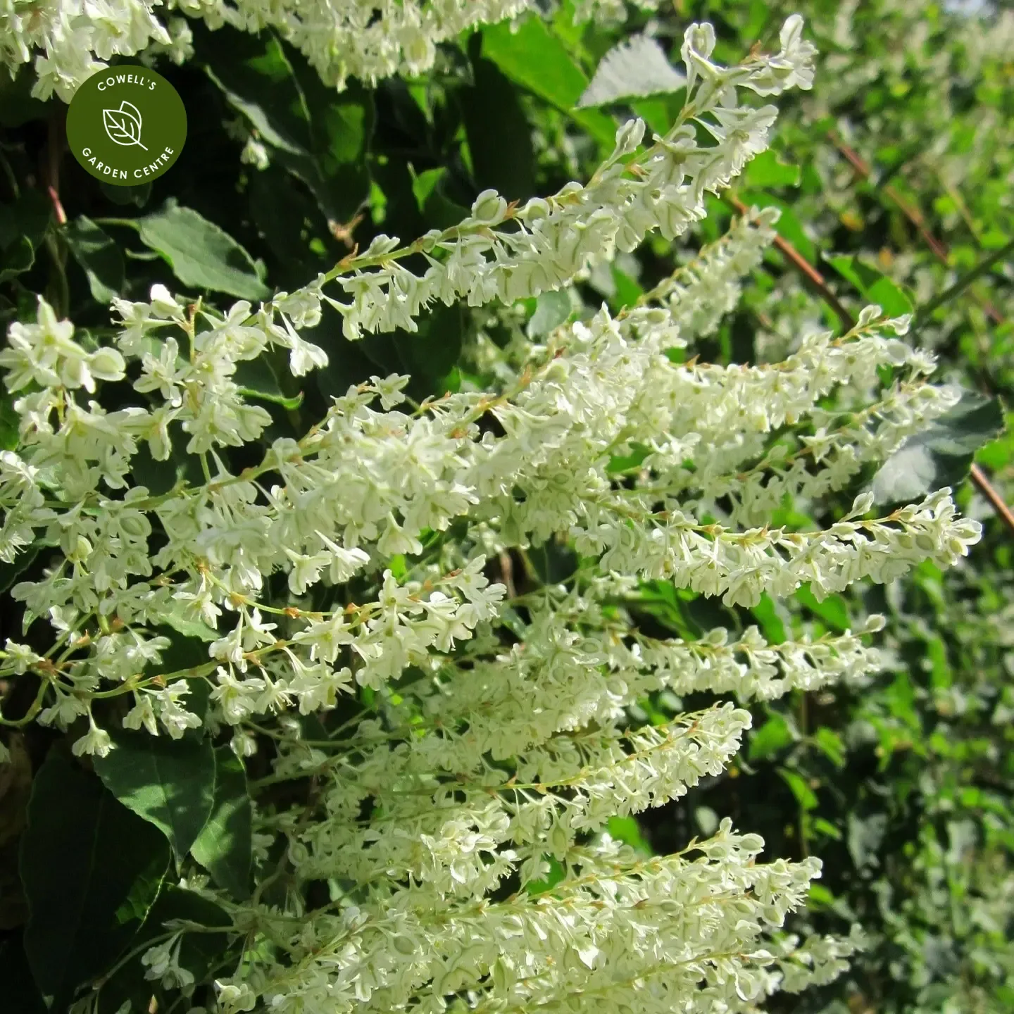 Polygonum baldschuanicum — katalog fotoğrafı