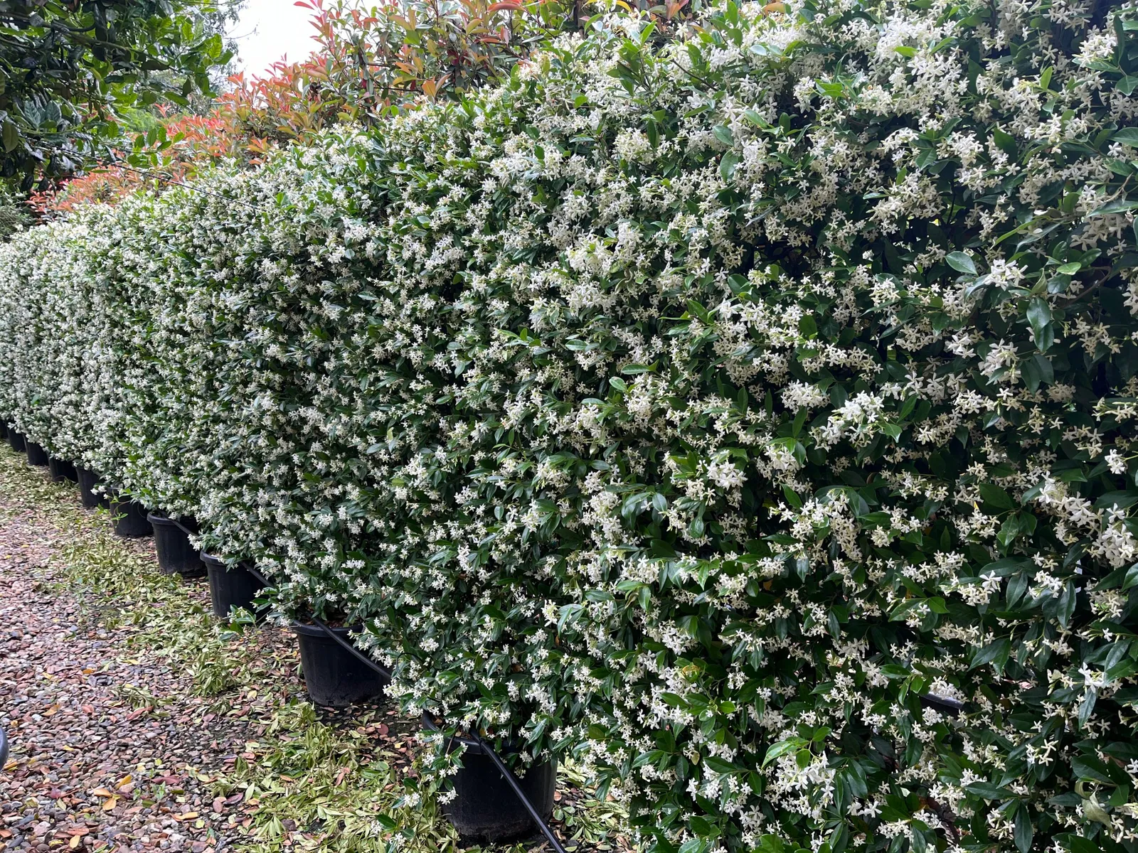 Rhyncospermum jasminoides — katalog fotoğrafı