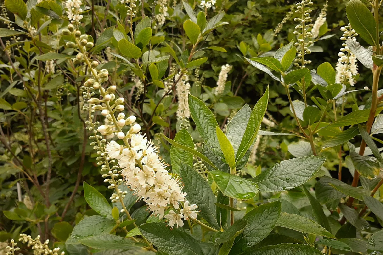 Clethra alnifolia — katalog fotoğrafı