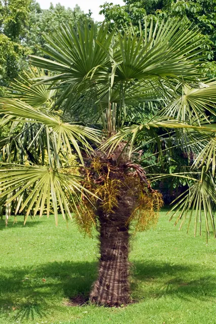 Trachycarpus fortunei — katalog fotoğrafı