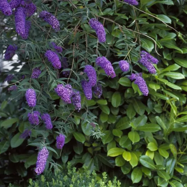 Buddleja davidii ‘Nanho Blue’ — katalog fotoğrafı