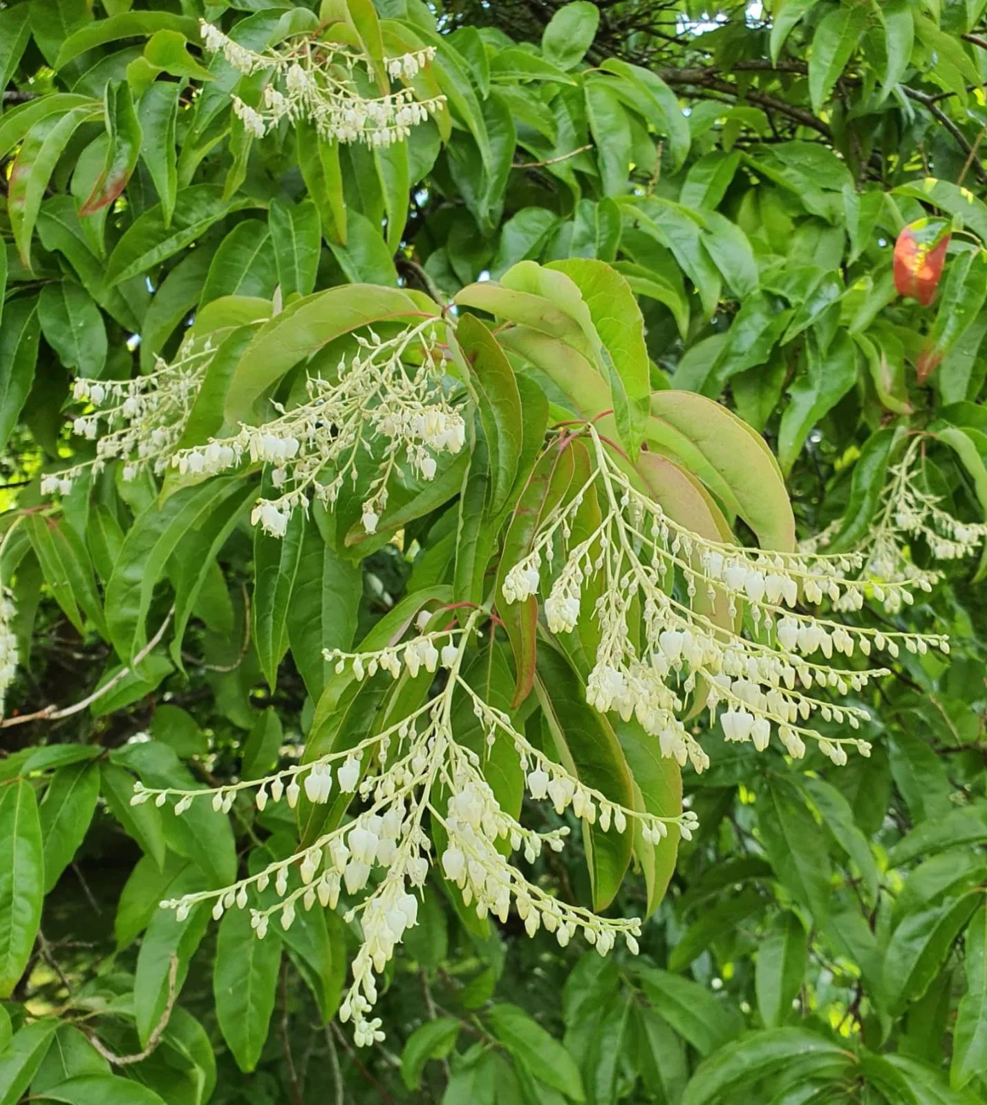 Oxydendrum arboreum — katalog fotoğrafı