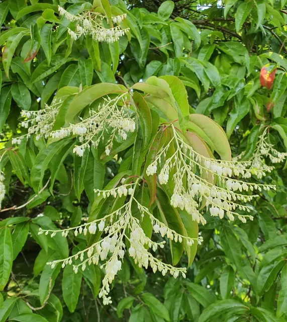 Oxydendrum arboreum — katalog fotoğrafı