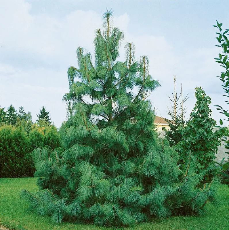 Pinus wallichiana — katalog fotoğrafı