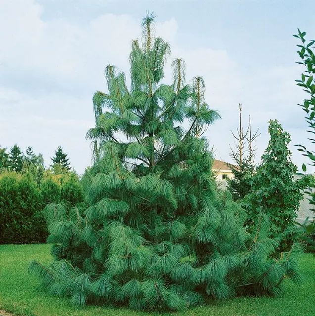 Pinus wallichiana — katalog fotoğrafı