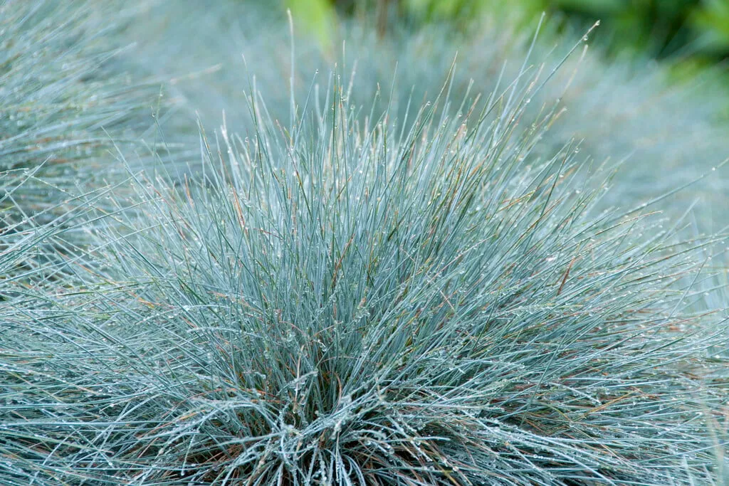 Festuca glauca ‘Elijah Blue’ — katalog fotoğrafı