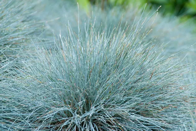 Festuca glauca ‘Elijah Blue’ — katalog fotoğrafı