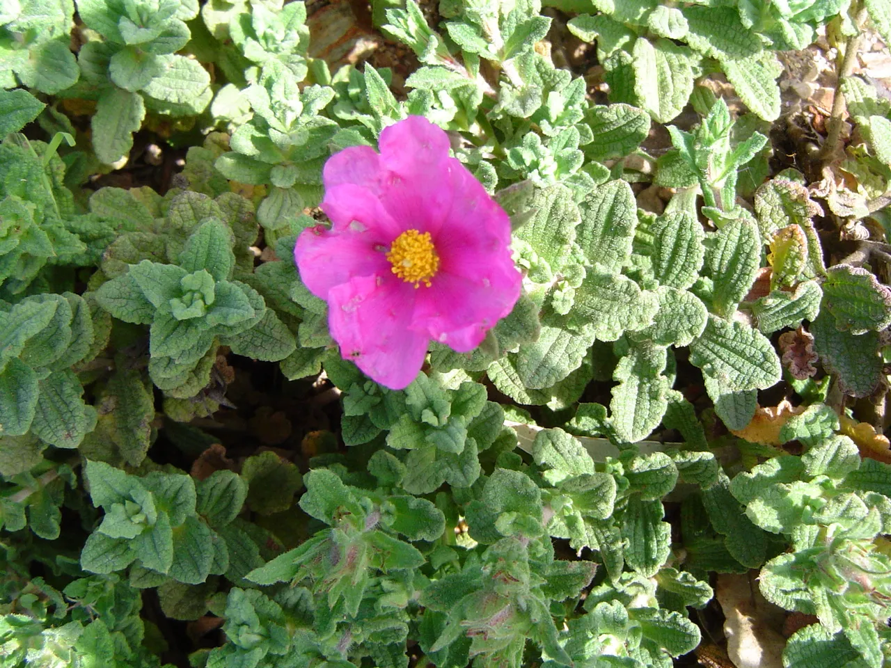 Cistus crispus — katalog fotoğrafı