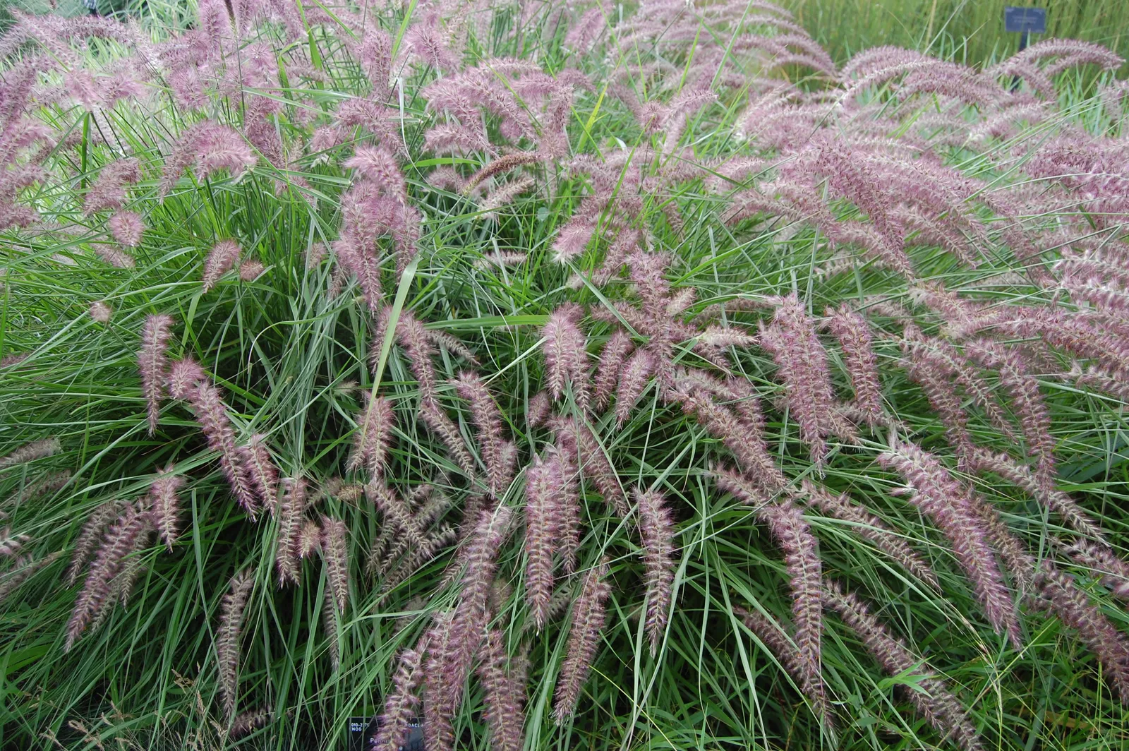 Pennisetum orientalis ‘Karley Rose’ — katalog fotoğrafı