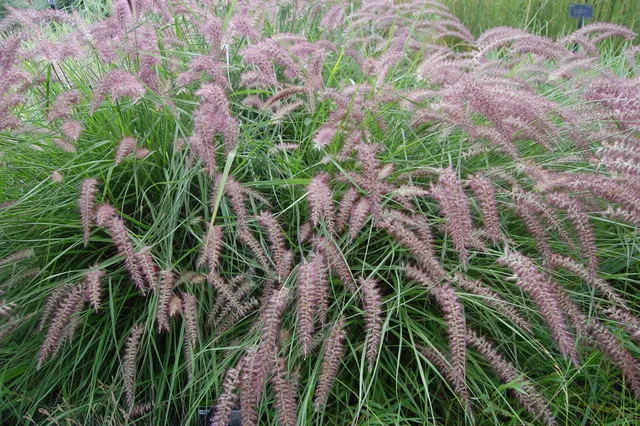 Pennisetum orientalis ‘Karley Rose’ — katalog fotoğrafı