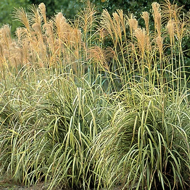 Miscanthus sinensis ‘Cabaret’ — katalog fotoğrafı
