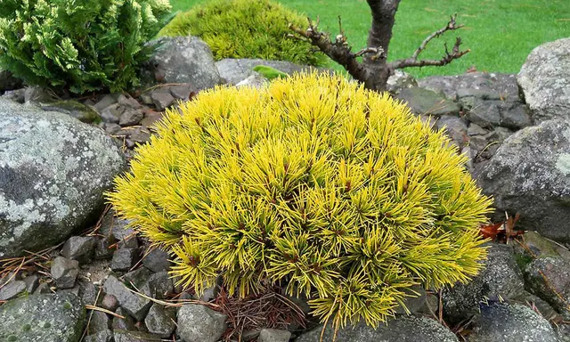 Pinus mugo ‘Winter Gold’ — katalog fotoğrafı