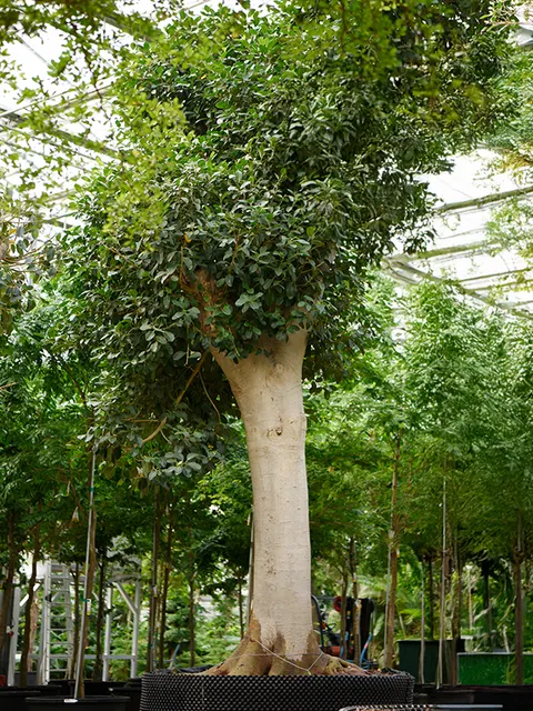Ficus australis — katalog fotoğrafı