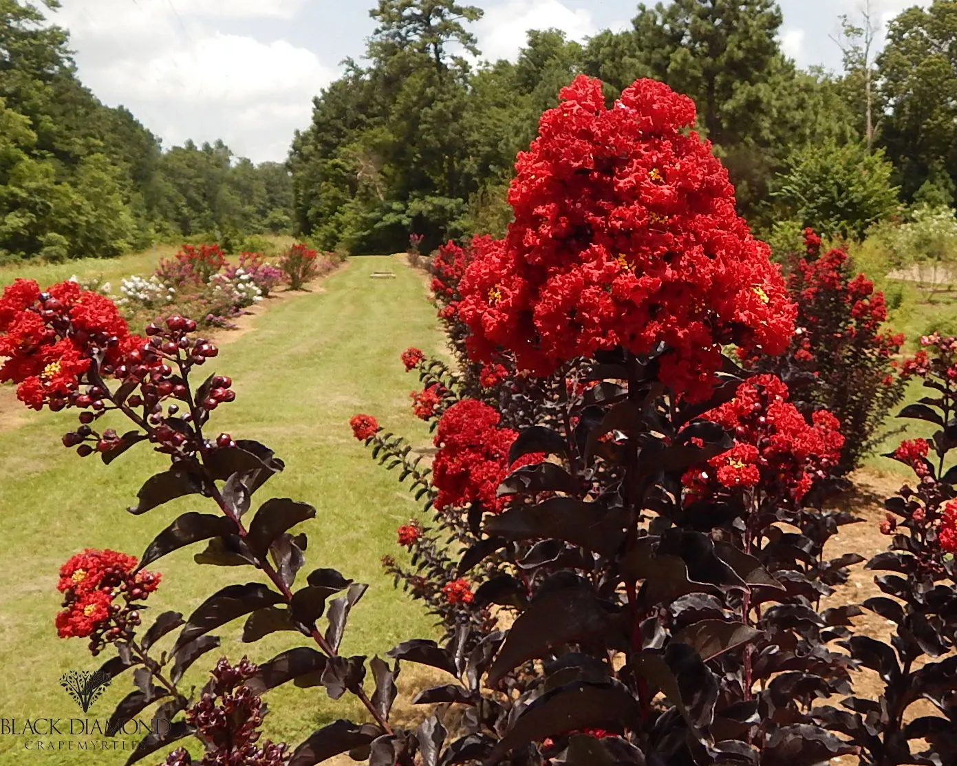 Lagerstroemia indica ‘Black Diamond Best Red’ — katalog fotoğrafı