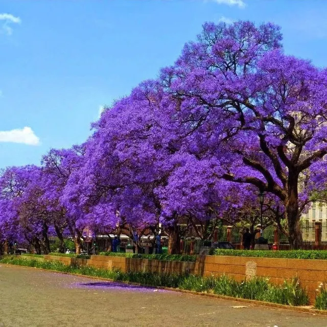 Jacaranda mimosifolia — katalog fotoğrafı
