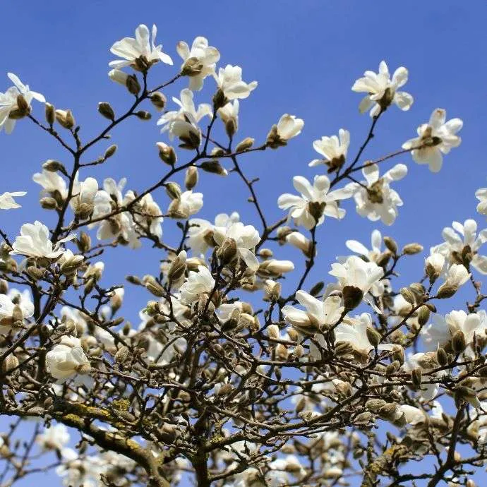 Magnolia yulan — katalog fotoğrafı