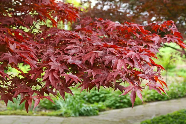Acer palmatum ‘Fireglow’ — katalog fotoğrafı