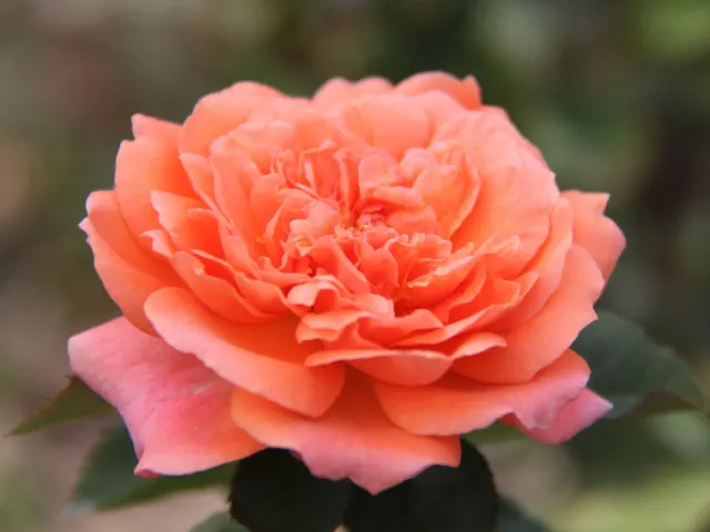 AMOUR DE MOLENE® — katalog fotoğrafı
