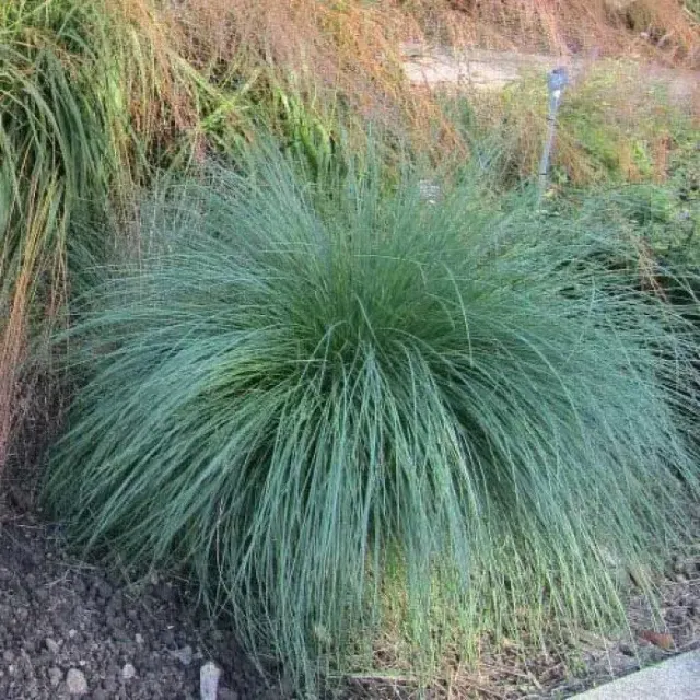 Poa labillardierei ‘Glauca’ — katalog fotoğrafı