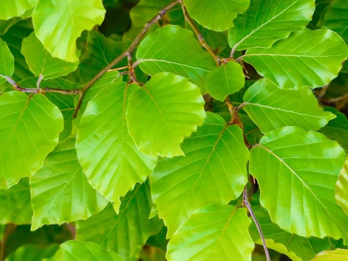 Fagus sylvatica — katalog fotoğrafı