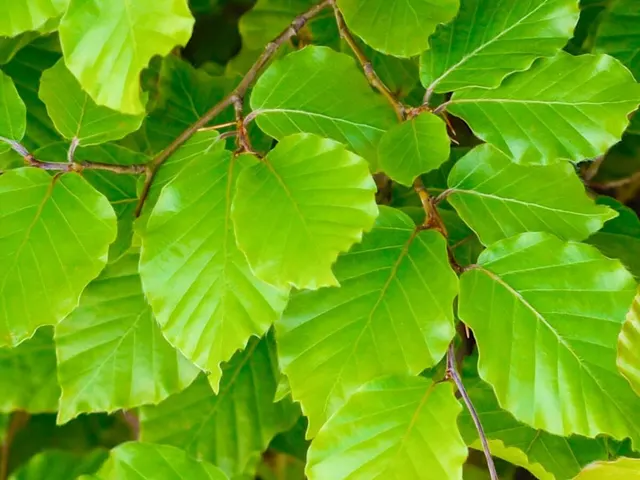 Fagus sylvatica — katalog fotoğrafı