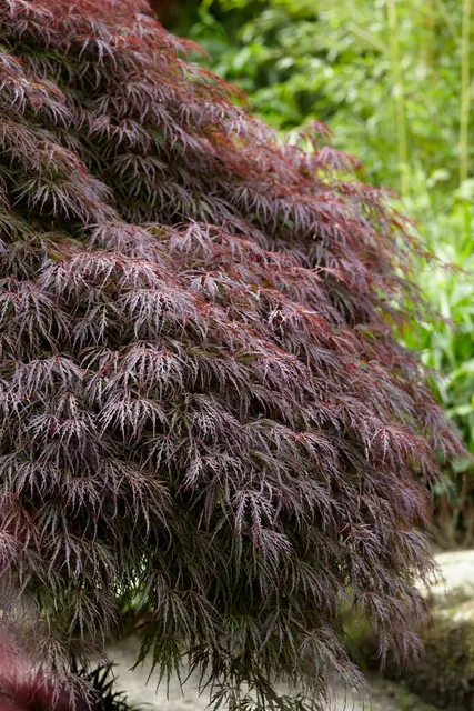 Acer palmatum dissectum ‘Atropurpureum’ — katalog fotoğrafı