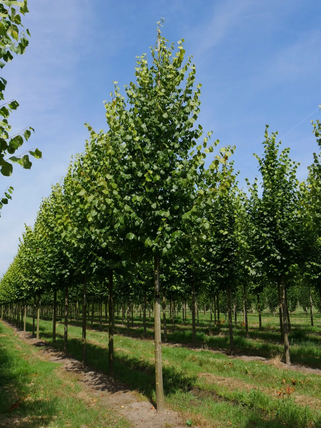 Tilia × europaea ‘Pallida’ — katalog fotoğrafı