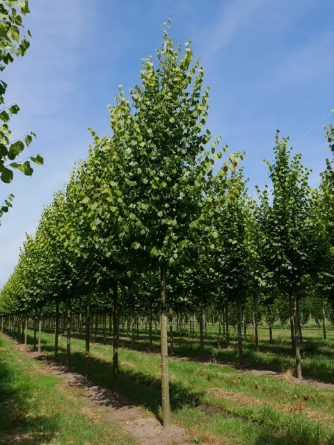 Tilia × europaea ‘Pallida’ — katalog fotoğrafı