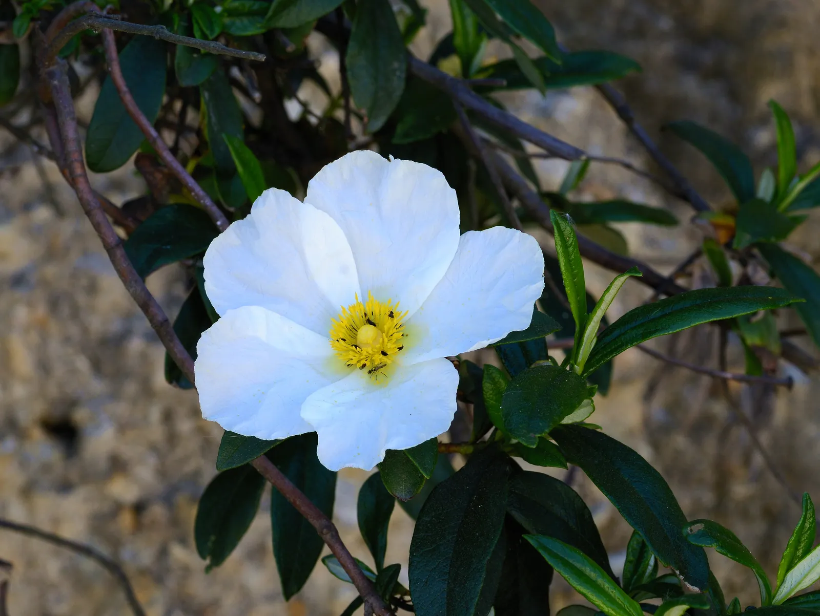 Cistus sp. — katalog fotoğrafı