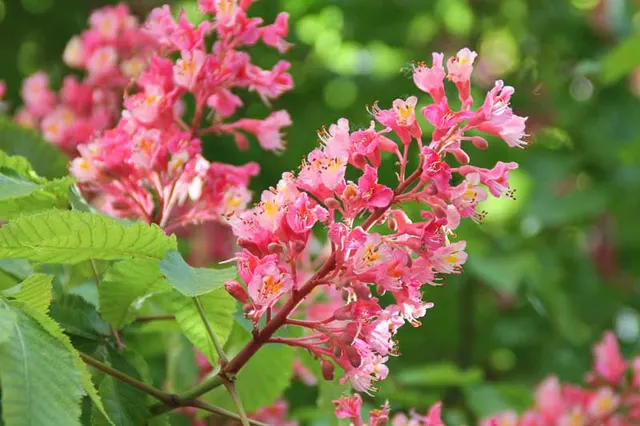Aesculus × carnea — katalog fotoğrafı