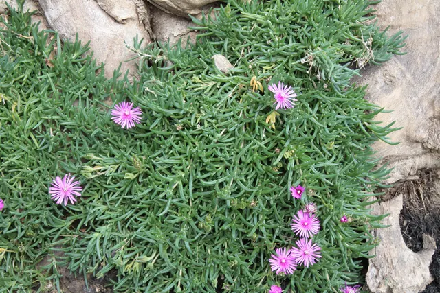 Lampranthus spectabilis — katalog fotoğrafı