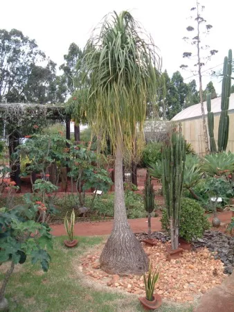 Beaucarnea recurvata — katalog fotoğrafı