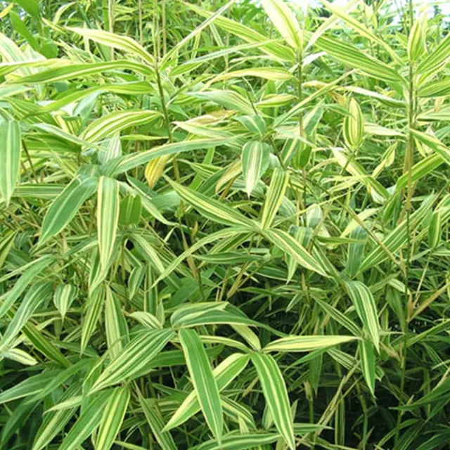 Bambusa metake ‘Variegata’ — katalog fotoğrafı