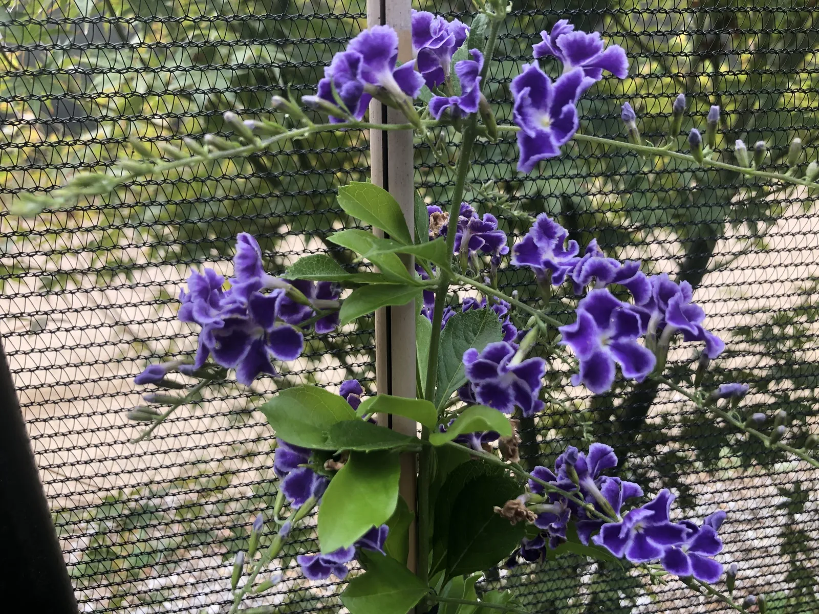 Duranta erecta ‘Geisha Girl’ — katalog fotoğrafı