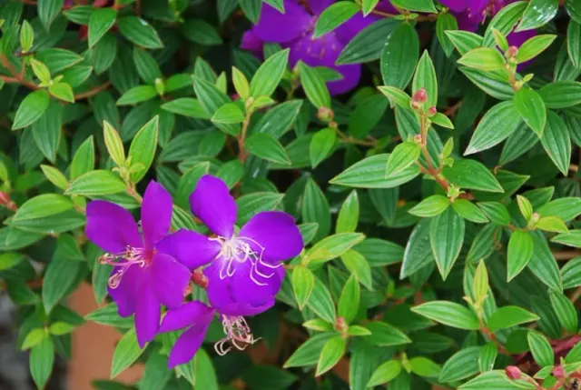 Tibouchina urvilleana — katalog fotoğrafı