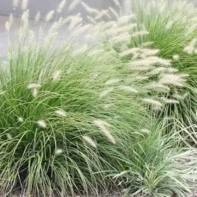 Pennisetum setaceum — katalog fotoğrafı