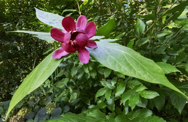 Calycanthus floridus — katalog fotoğrafı