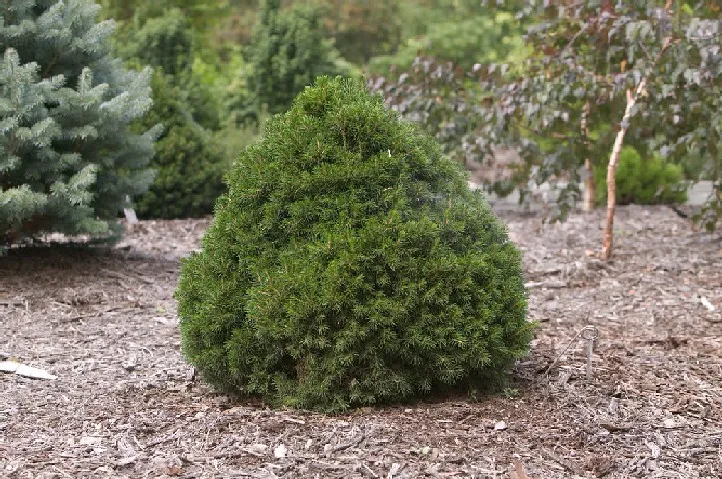 Picea abies ‘Tompa’ — katalog fotoğrafı