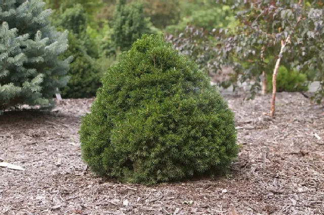 Picea abies ‘Tompa’ — katalog fotoğrafı