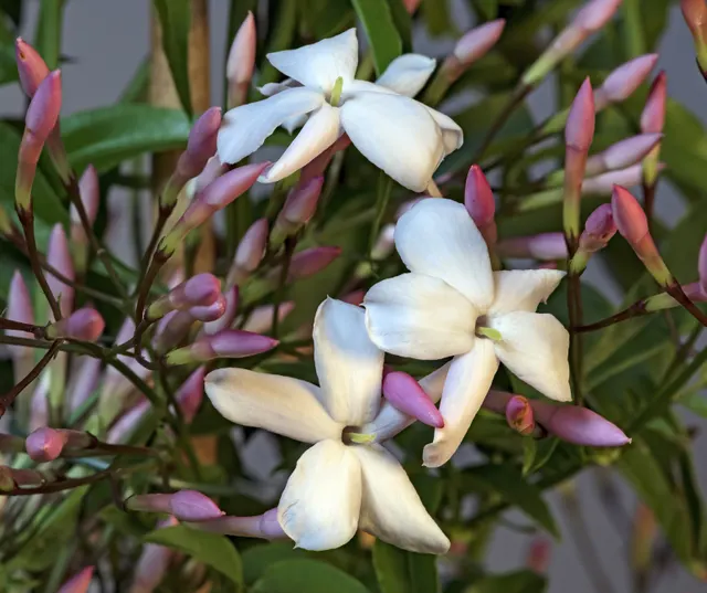 Jasminum polyanthum — katalog fotoğrafı