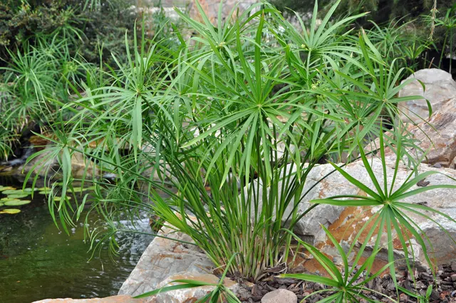 Cyperus alternifolius — katalog fotoğrafı