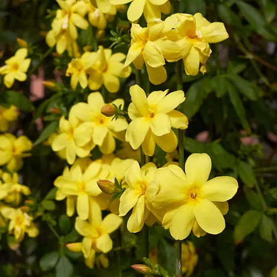 Jasminum nudiflorum — katalog fotoğrafı