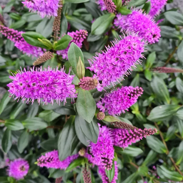 Hebe veronica — katalog fotoğrafı
