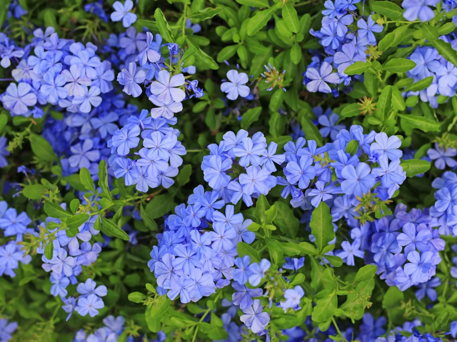 Plumbago auriculata — katalog fotoğrafı
