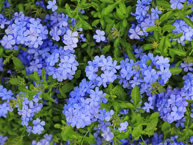 Plumbago auriculata — katalog fotoğrafı