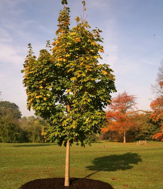 Acer platanoides ‘Cleveland’ — katalog fotoğrafı