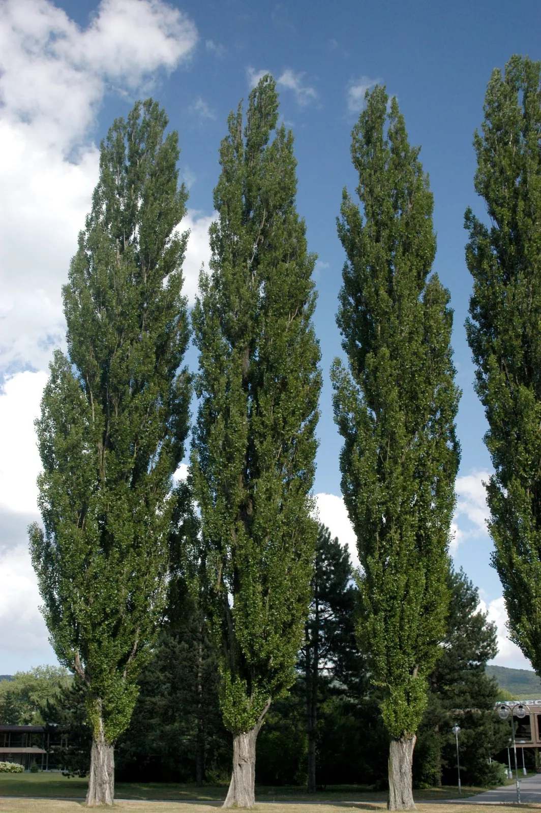 Populus nigra ‘Italica’ — katalog fotoğrafı