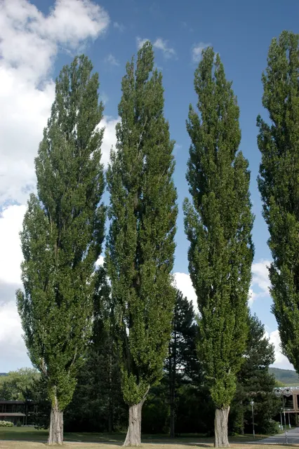 Populus nigra ‘Italica’ — katalog fotoğrafı
